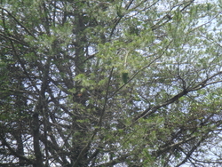 DSC07215