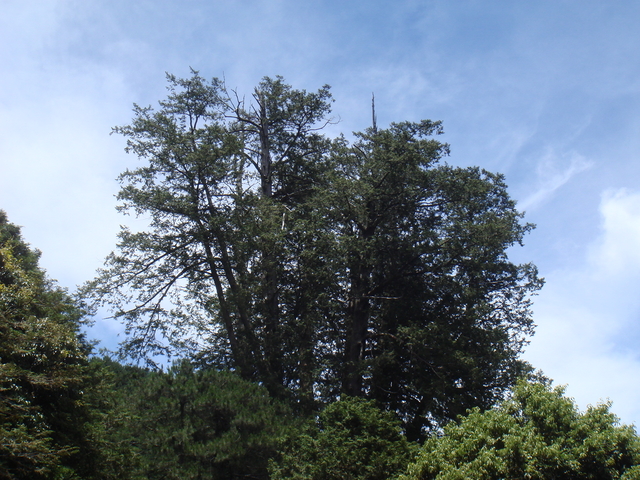 DSC07217