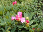 d56