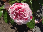 DSC03707