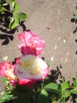 DSC03711
