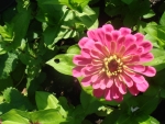 DSC03923