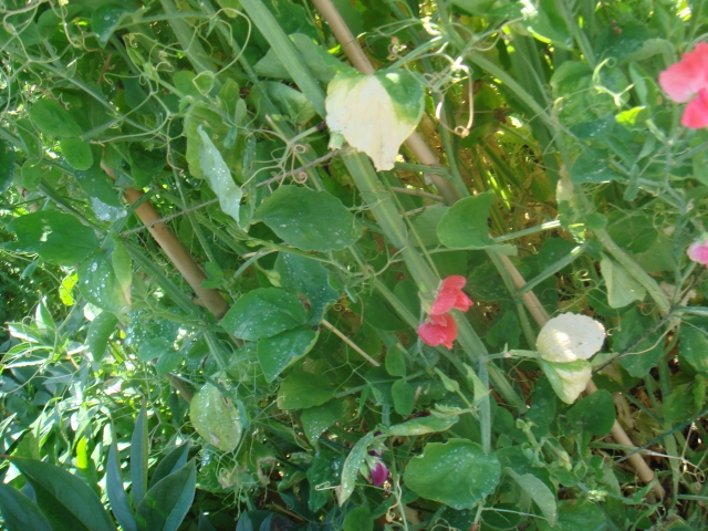 DSC03926