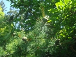 DSC03960