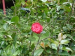 DSC03988
