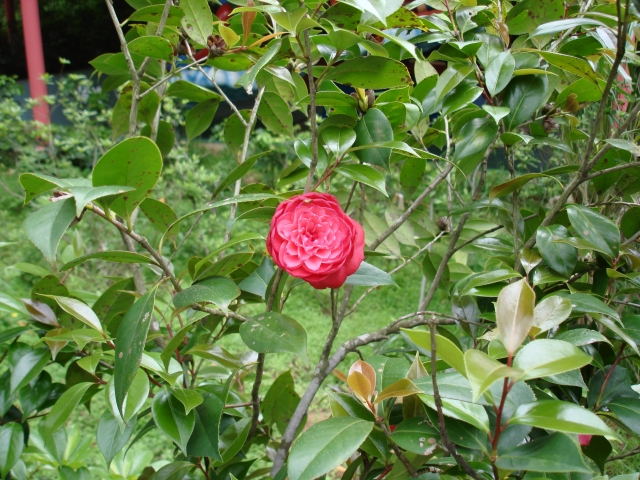 DSC03988