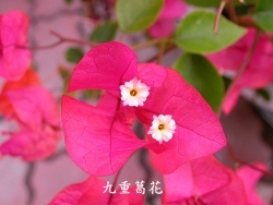 植物照片--from吳添進的植物世界網站