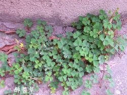 op94