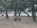 DSCN6595
