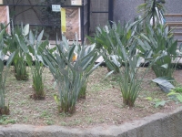 IMGP5557