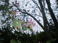 IMGP5551