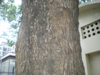 IMGP5553