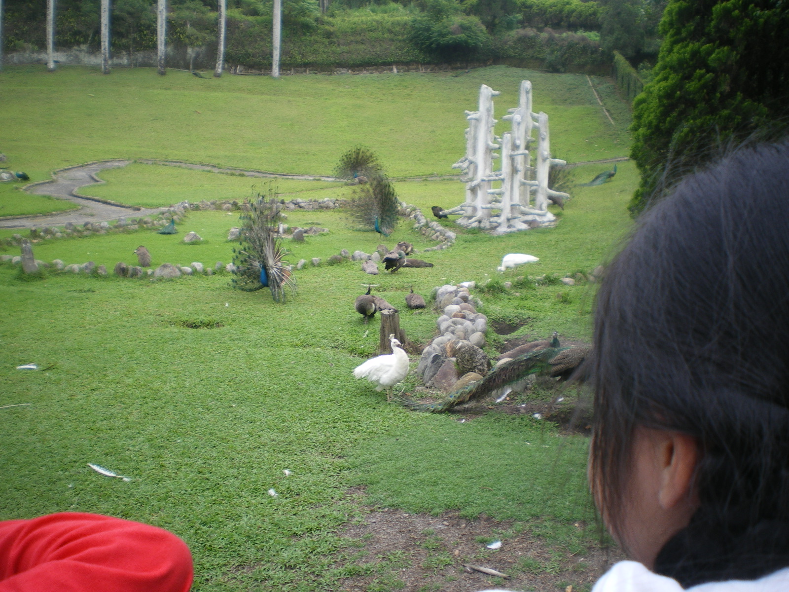IMGP5675