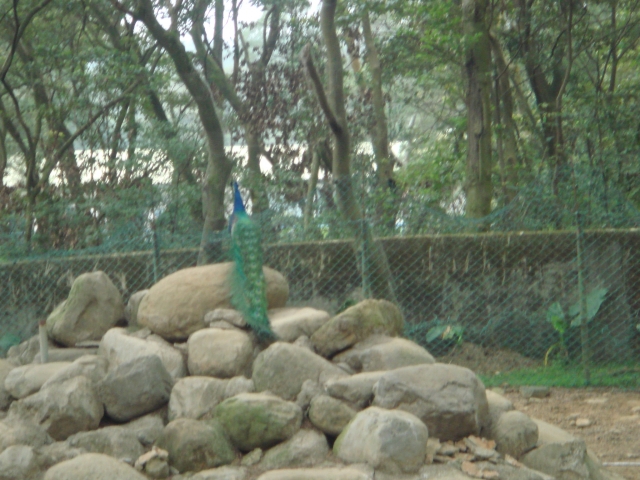 DSC00994