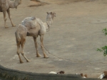 DSC00997