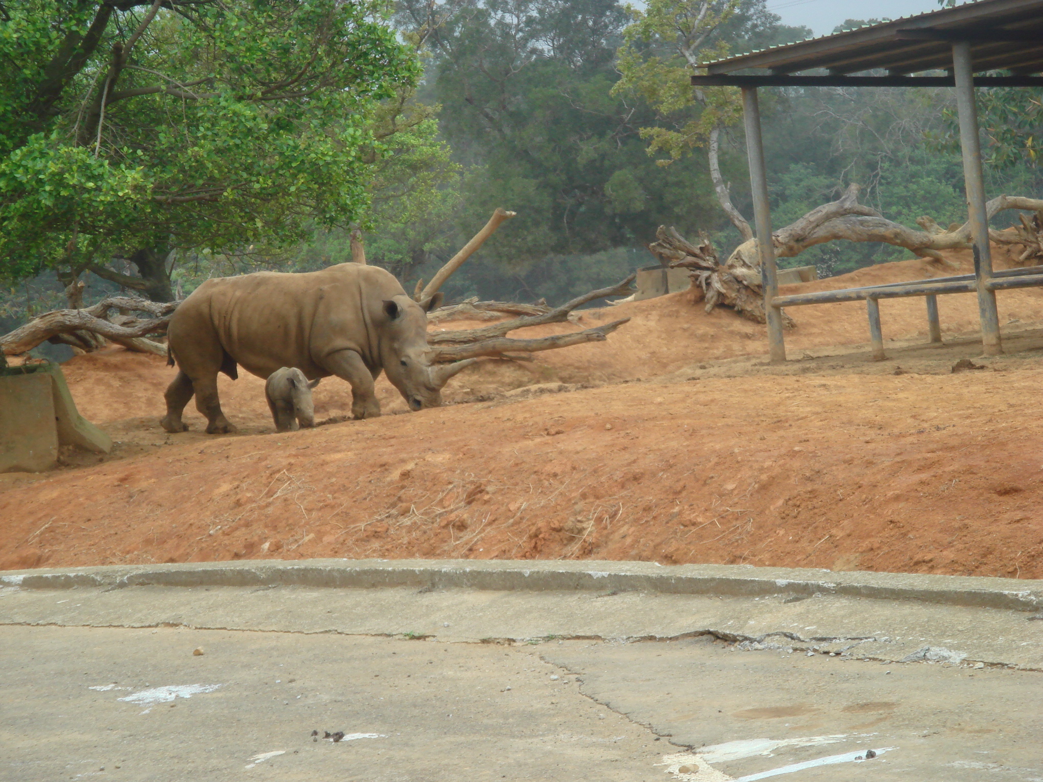 DSC00980