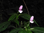 DSCN6729