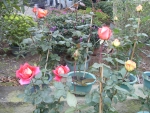 SDC17879
