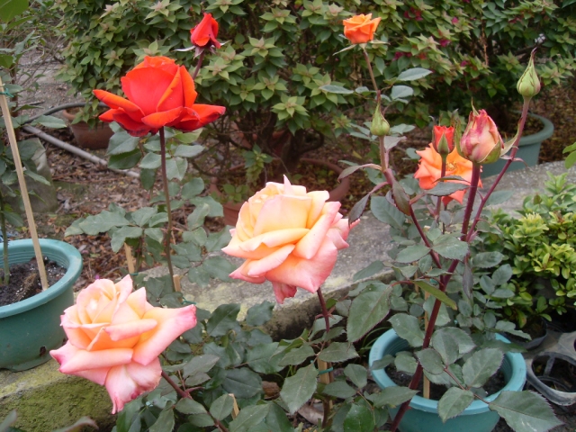 SDC17880