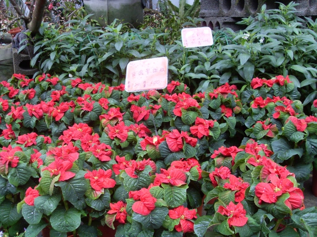 SDC17889