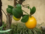 DSC00093