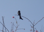 鹿谷2月櫻花