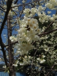 DSC00096