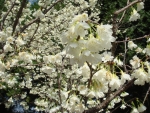 DSC00098