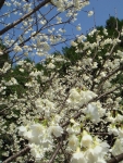 DSC00099