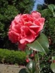 DSC00102