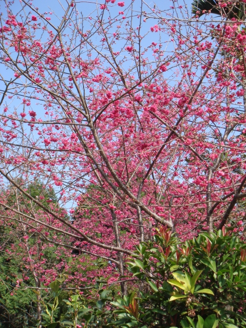 DSC00105
