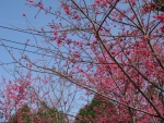 DSC00106