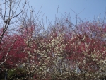 DSC00109