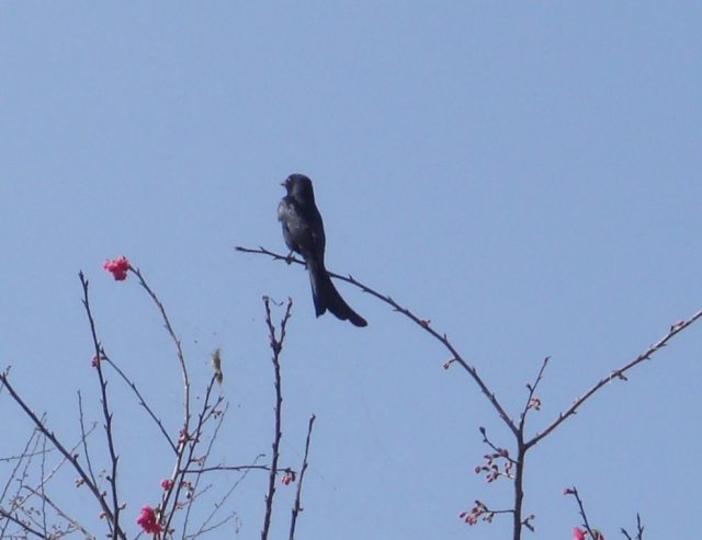 DSC00110-1