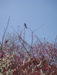 DSC00110