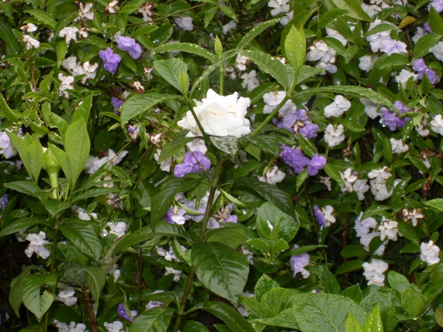 SDC18659