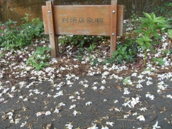 SDC18740