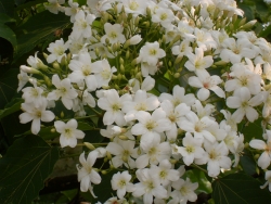 油桐花