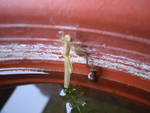 生物圖片