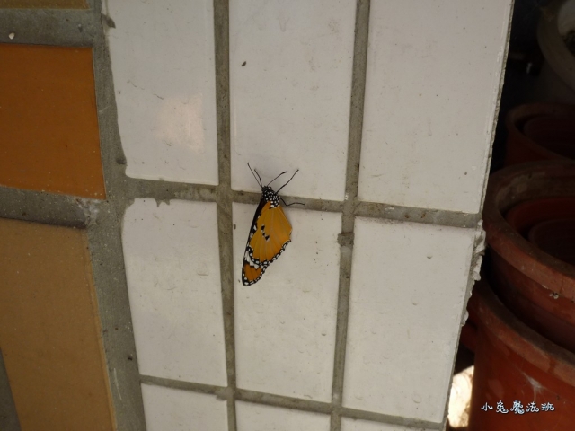 P1060243