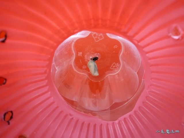 20101229am (2)