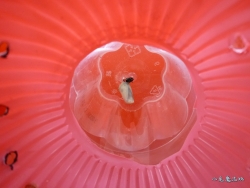 20101229am (2)