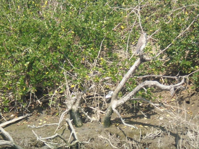 P1131441