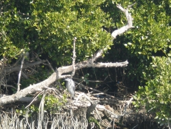 P1131445
