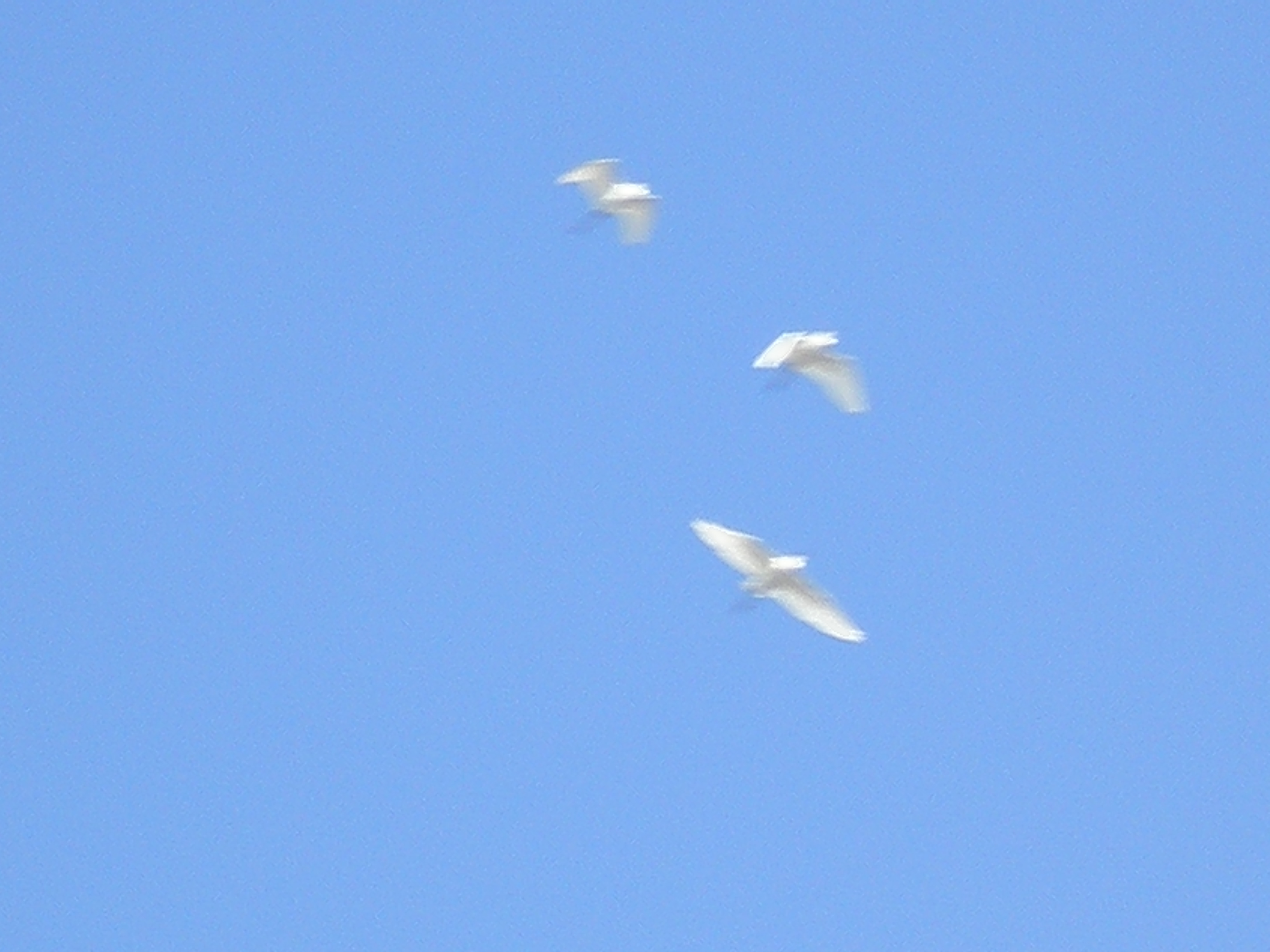 P1131448