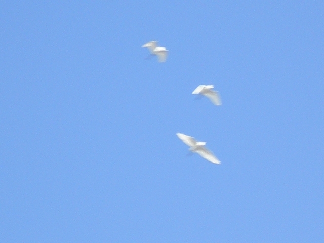 P1131448
