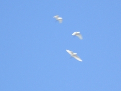 P1131448