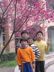 校園櫻花