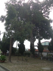 SDC10274