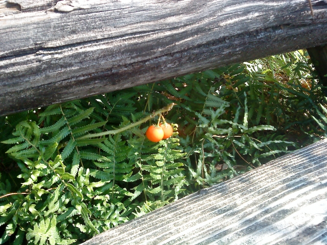 DSC05192